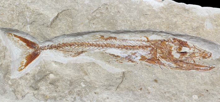 Fossil Viper Fish (Eurypholis) - Lebanon #48495